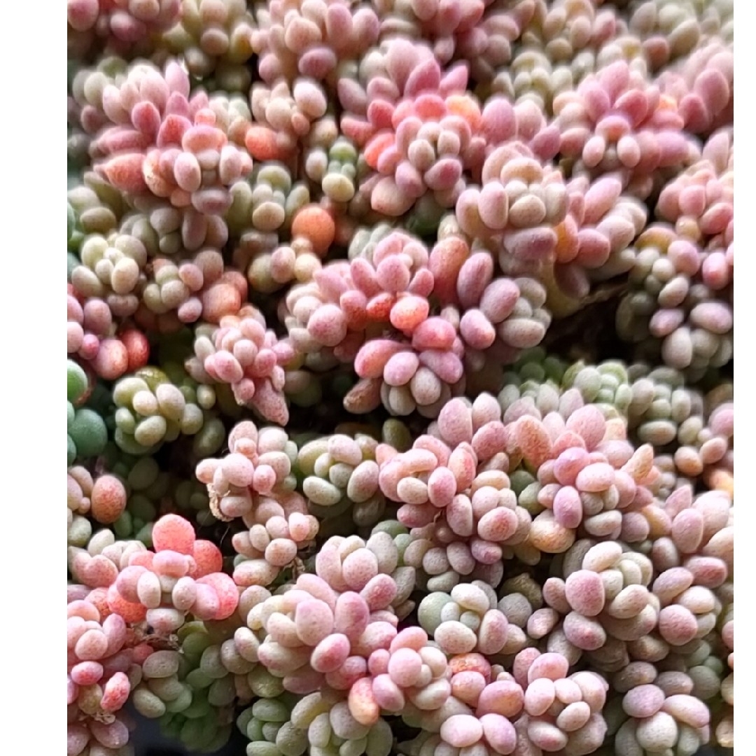 多肉植物  パープルヘイズ  カット苗 ハンドメイドのフラワー/ガーデン(その他)の商品写真