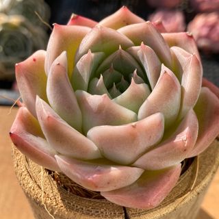 【新入荷】エケベリア　アイスグリーンティー　多肉植物韓国苗【ポコ多肉】(その他)