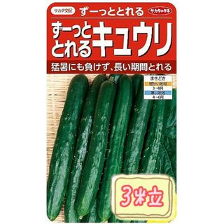 野菜の種 【きゅうり】ずーっととれる①(野菜)