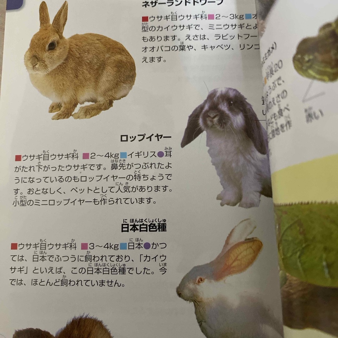 学研(ガッケン)の動物 エンタメ/ホビーの本(絵本/児童書)の商品写真