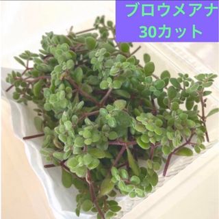 多肉植物　 ブロウメアナ　 30カット カット苗(その他)