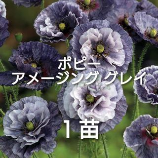 ポット苗 ポピー アメージンググレイ！シックで希少！安心タキイの大苗3.5号苗！(その他)