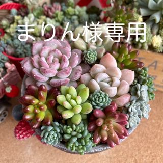 多肉植物　カット苗盛り合わせ💚(その他)