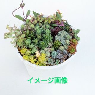 多肉植物　16種類のセダム　カット苗(その他)