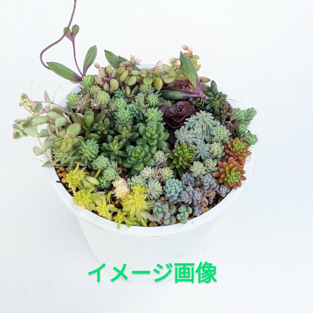 多肉植物　16種類のセダム　カット苗 ハンドメイドのフラワー/ガーデン(その他)の商品写真