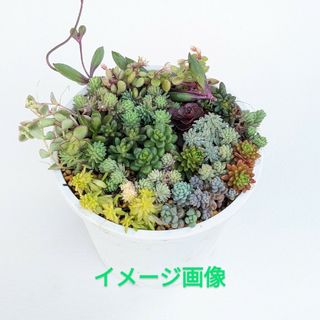 多肉植物　16種類のセダム　カット苗(その他)