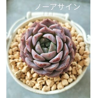 ノーアサイン 多肉植物 エケベリア(その他)