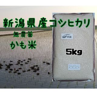 無農薬米新潟県産コシヒカリ5k(米/穀物)