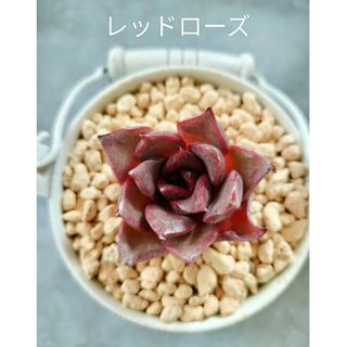 レッドローズ 多肉植物 エケベリア(その他)