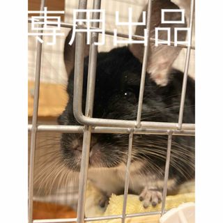 ちいわれ様専用出品 小動物用乾燥おやつセット(小動物)