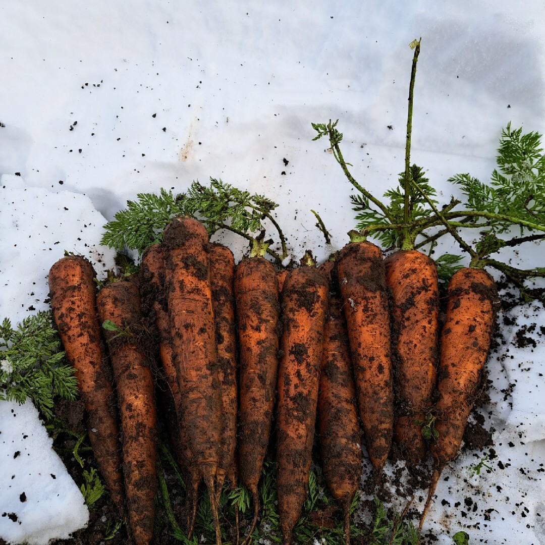 雪下人参 食品/飲料/酒の食品(野菜)の商品写真