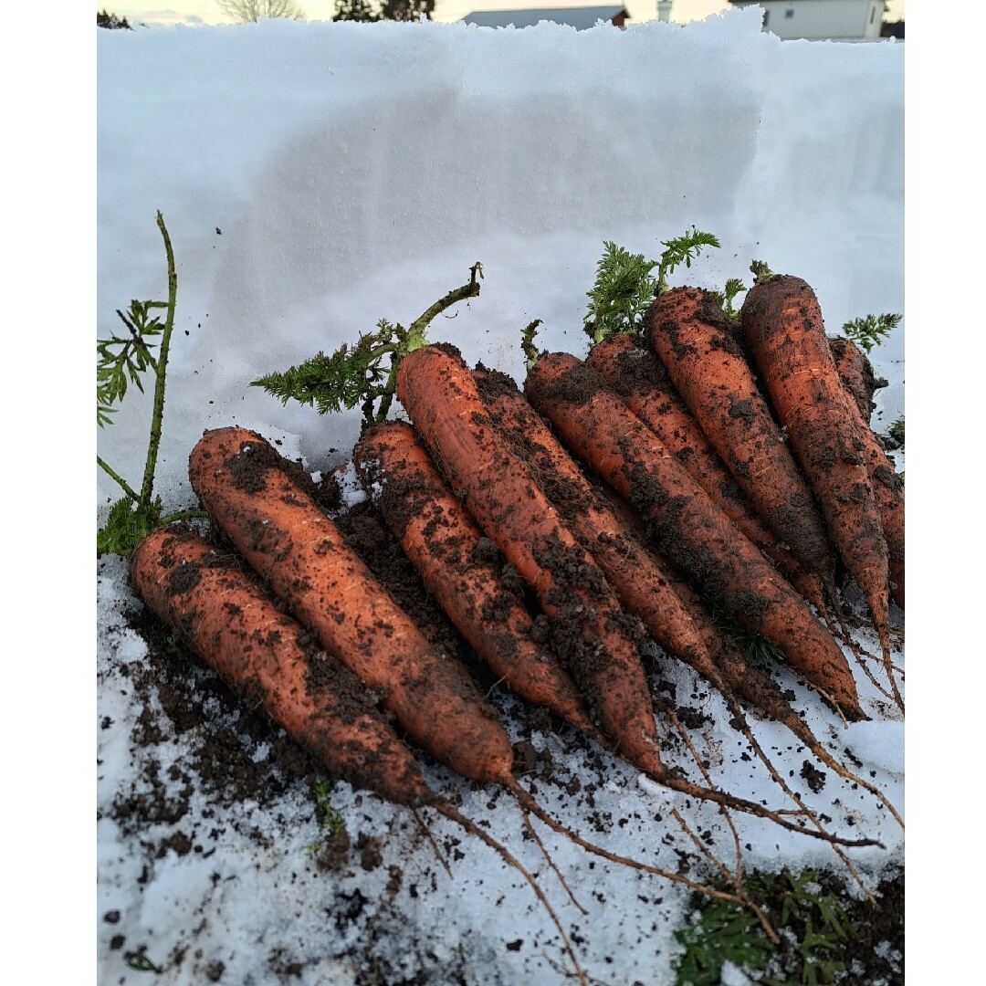 雪下人参 食品/飲料/酒の食品(野菜)の商品写真