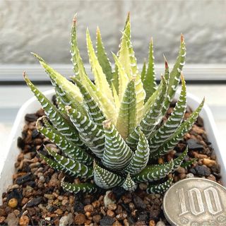 特価‼️美苗‼️多肉植物 ハオルチア 十二の巻 白斑 白蝶 抜き苗１(その他)