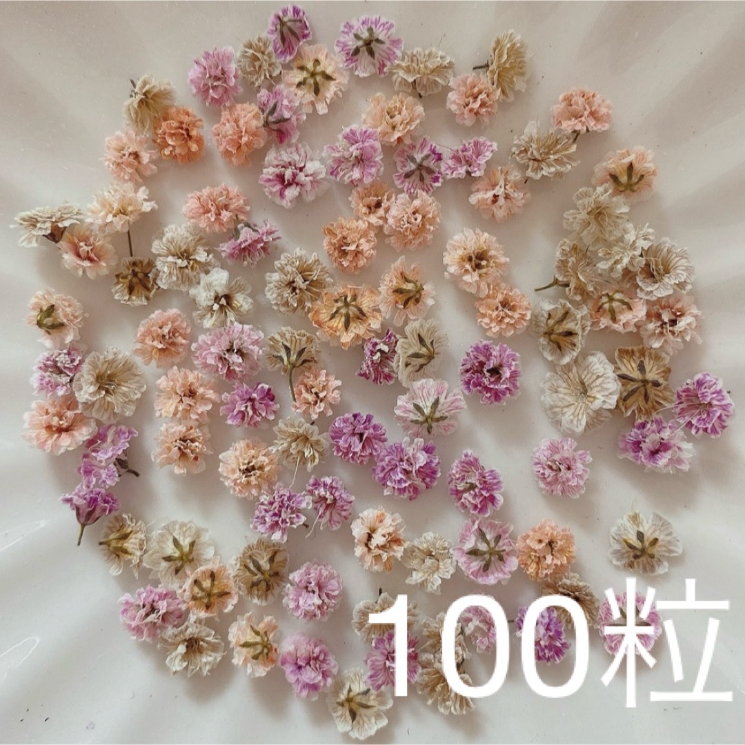 (04)かすみ草ドライフラワー100粒 ハンドメイドのフラワー/ガーデン(ドライフラワー)の商品写真