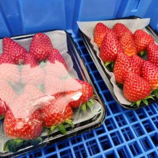 ななか 全国7件のみ栽培 かなり濃い味を皆様の元へ 150ｇ2パック(フルーツ)