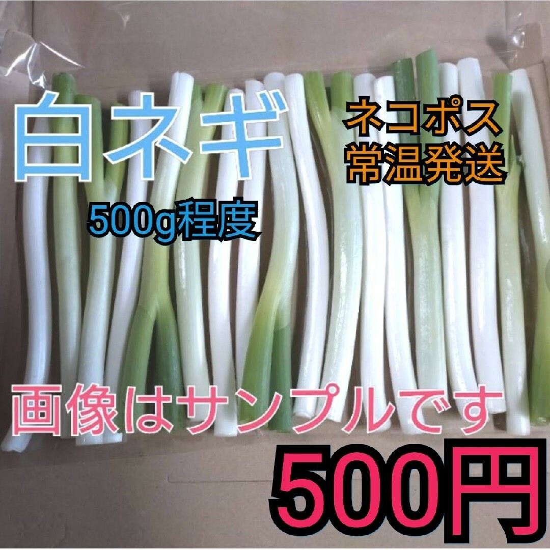 ※ワンコイン※白ネギ常温ネコポス便500g程度 食品/飲料/酒の食品(野菜)の商品写真