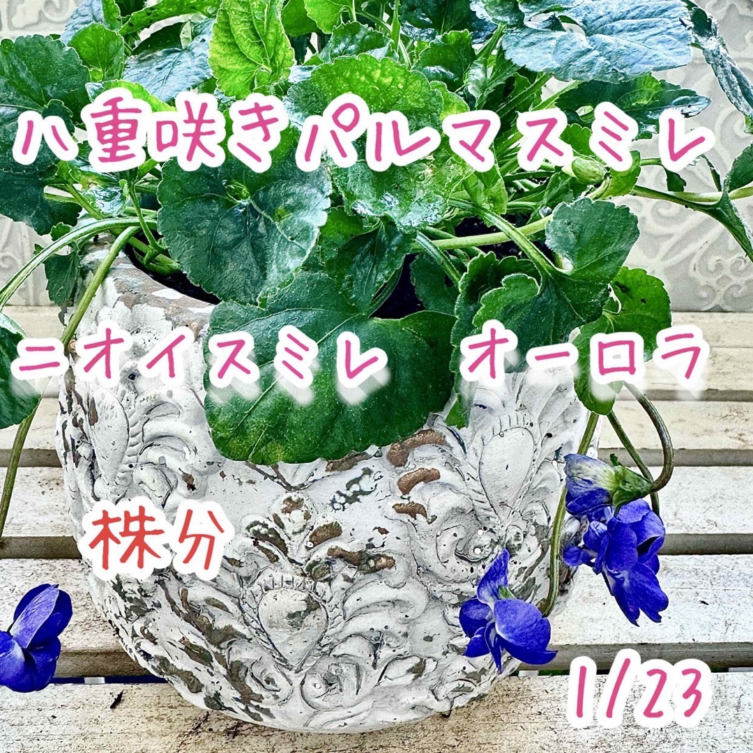 八重咲き パルマスミレ ニオイスミレ オーロラ 苗 株分け 大 蕾 八重咲き パルマスミレ ニオイスミレ オーロラ 苗 株分け 大 蕾