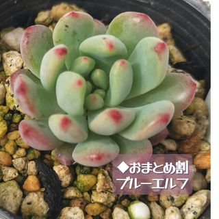 ◆13 ブルーエルフ 抜き苗 名前あり 多肉 🌱ネコポス発送(その他)