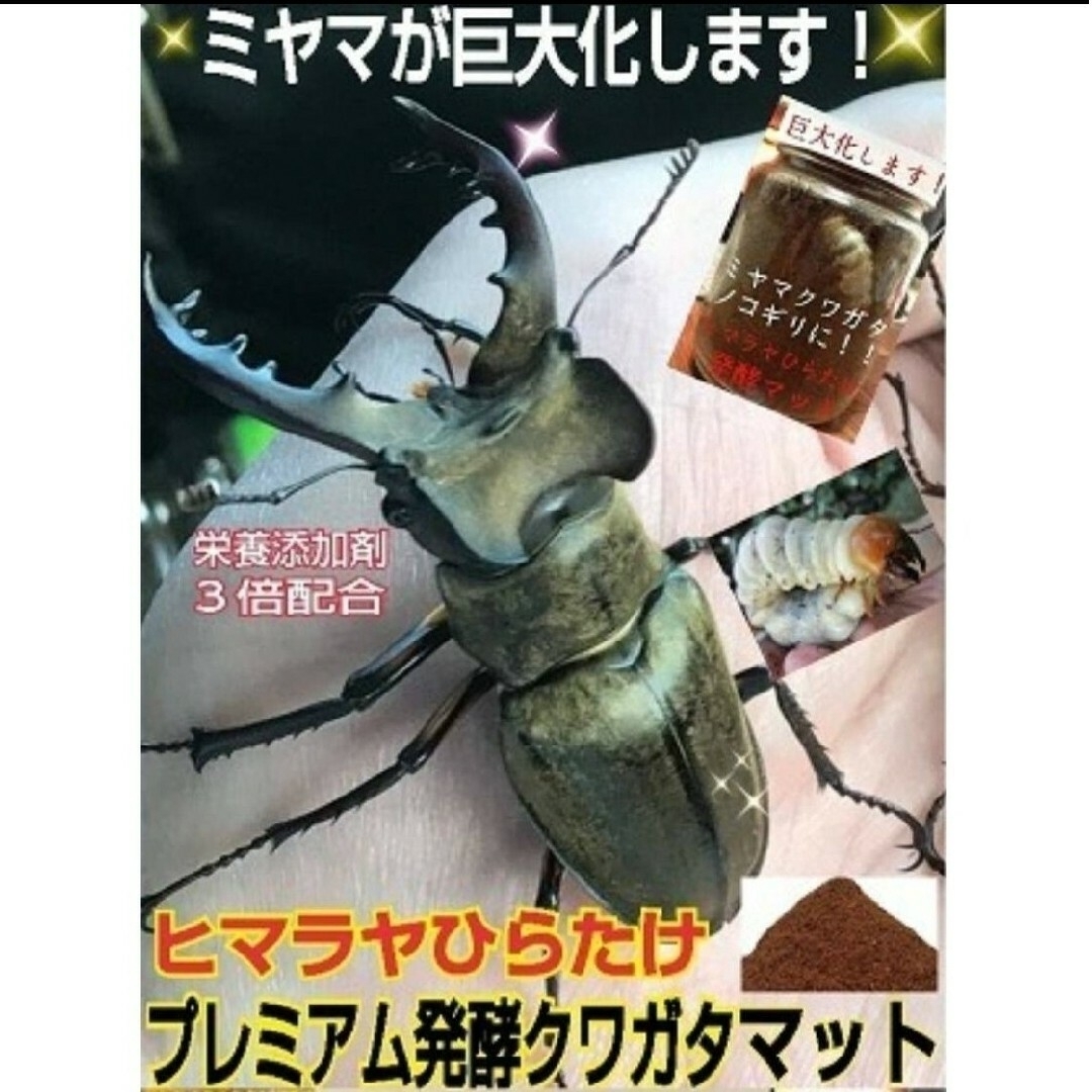 ニジイロクワガタの産卵に抜群!進化した!プレミアム3次発酵 ニジイロクワガタの産卵に抜群!進化した!プレミアム3次発酵