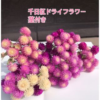 千日紅　ドライフラワー　茎付き　花材　リース　スワッグにおすすめ(ドライフラワー)