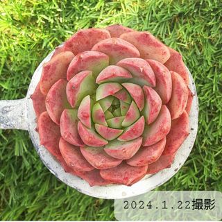 多肉植物　レッドデイ　カット苗　直径7cmの鉢に置いています　エケベリア　d(その他)