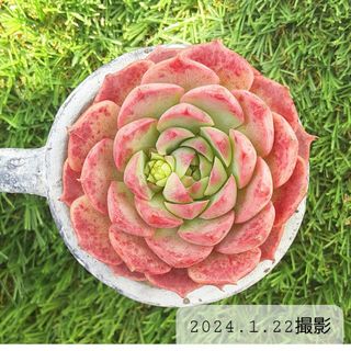 多肉植物　レッドデイ　カット苗　直径7cmの鉢に置いています　エケベリア　e(その他)