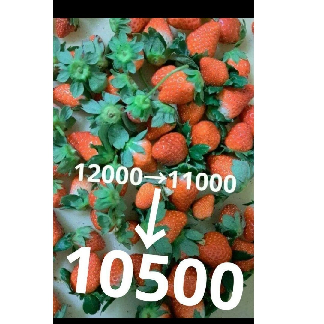 早い者勝ち❤️規格外大ゆうべに❤️500g×10パック5k12000→10500 食品/飲料/酒の食品(フルーツ)の商品写真