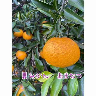 夏みかん　甘夏　10kg(フルーツ)