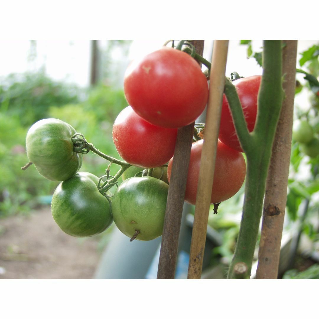 固定種　トマト種　アロイトマト　種　30粒　栽培資料5点　無農薬　野菜種 食品/飲料/酒の食品(野菜)の商品写真