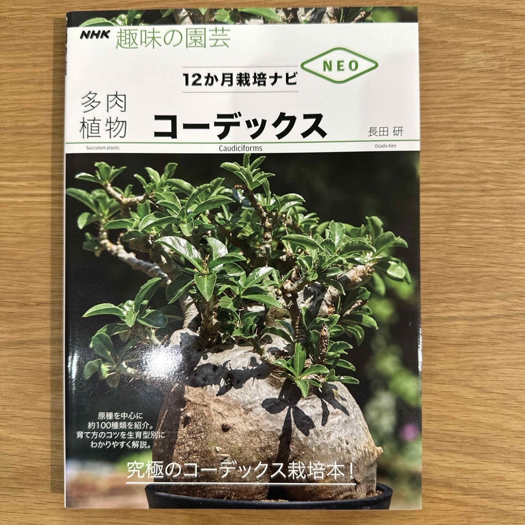 多肉植物コーデックス エンタメ/ホビーの本(趣味/スポーツ/実用)の商品写真