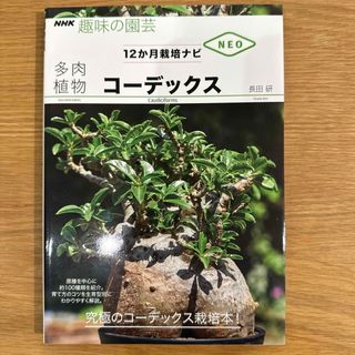 多肉植物コーデックス(趣味/スポーツ/実用)