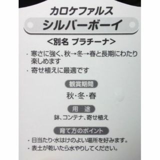 シルバーボーイ　プラチーナ　苗　観葉植物　花卉・園芸(その他)