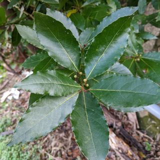 3.岡山県産  新鮮ローリエの葉  約300枚  ネコポス箱  農薬不使用(野菜)