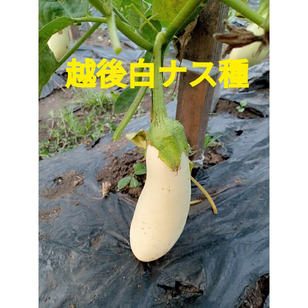 2種類のなす種 食品/飲料/酒の食品(野菜)の商品写真