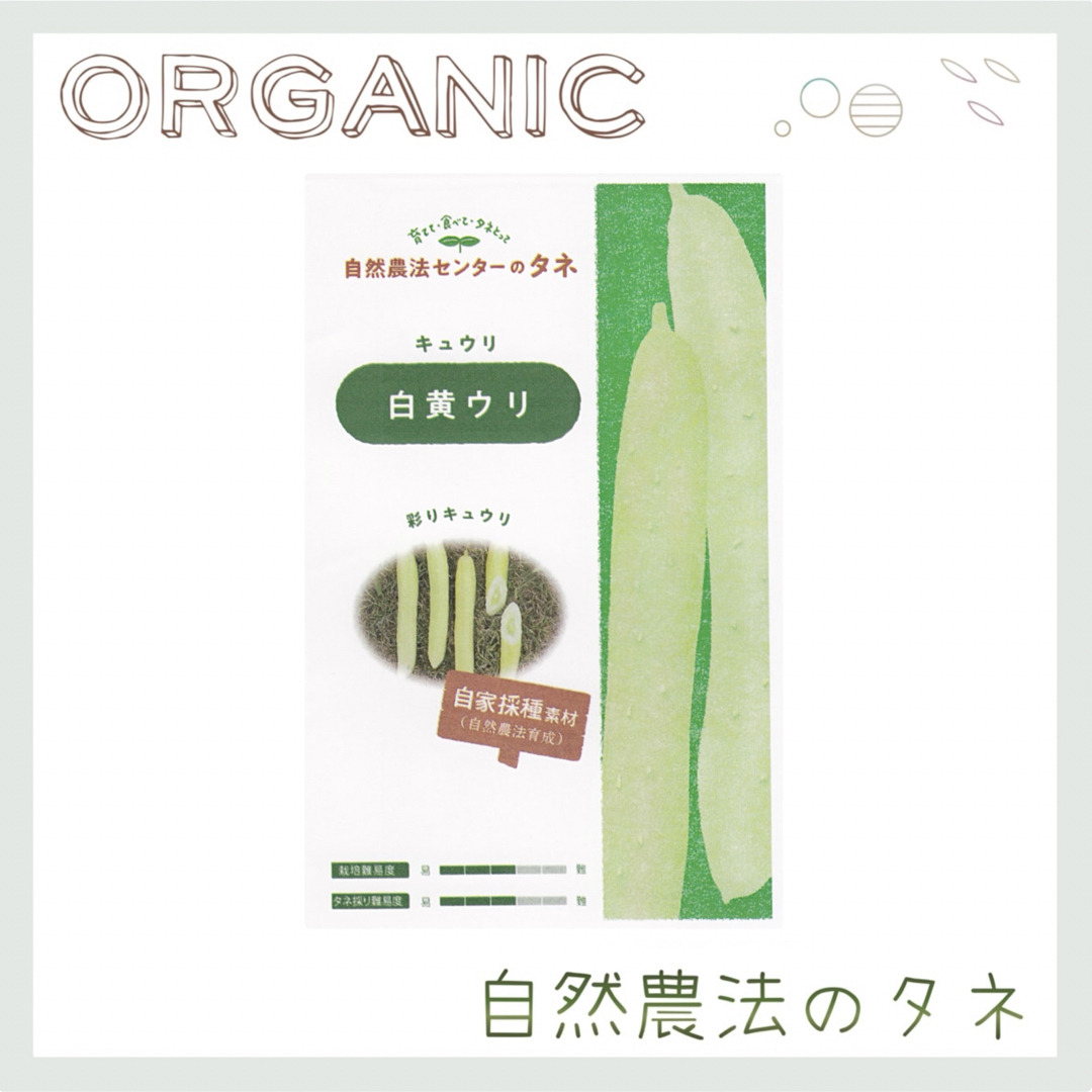 【白黄ウリ】 国内育成・採取 家庭菜園 種 タネ きゅうり 野菜 胡瓜 食品/飲料/酒の食品(野菜)の商品写真