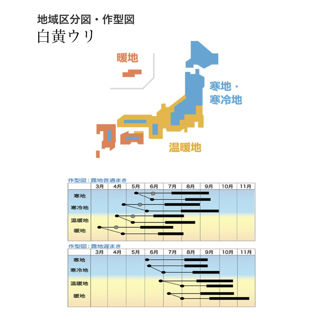 【白黄ウリ】 国内育成・採取 家庭菜園 種 タネ きゅうり 野菜 胡瓜 食品/飲料/酒の食品(野菜)の商品写真