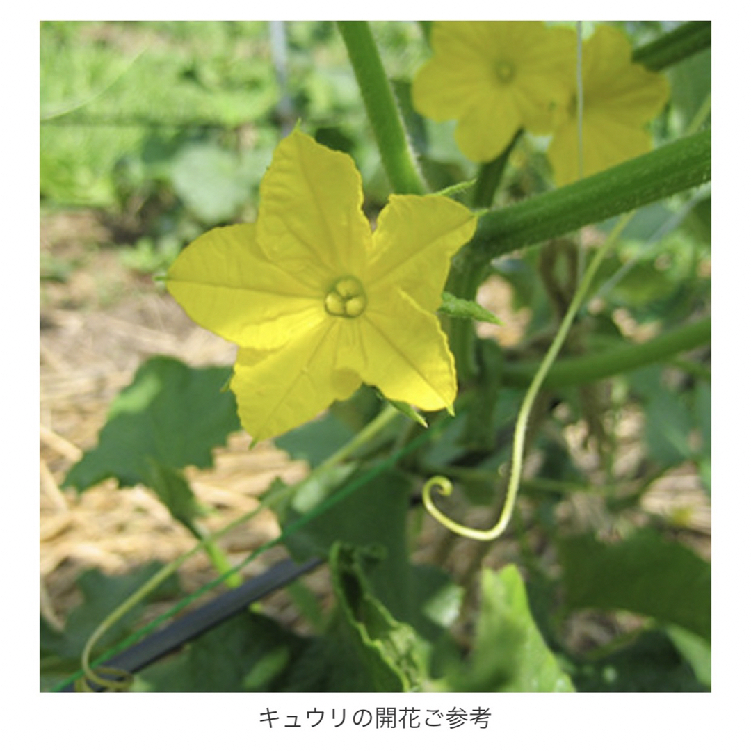 【白黄ウリ】 国内育成・採取 家庭菜園 種 タネ きゅうり 野菜 胡瓜 食品/飲料/酒の食品(野菜)の商品写真