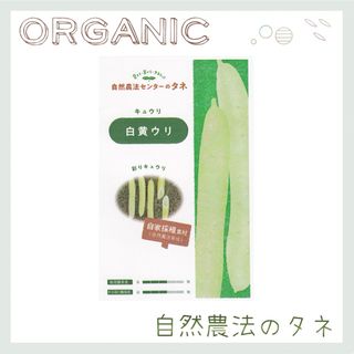 【白黄ウリ】 国内育成・採取 家庭菜園 種 タネ きゅうり 野菜 胡瓜(野菜)