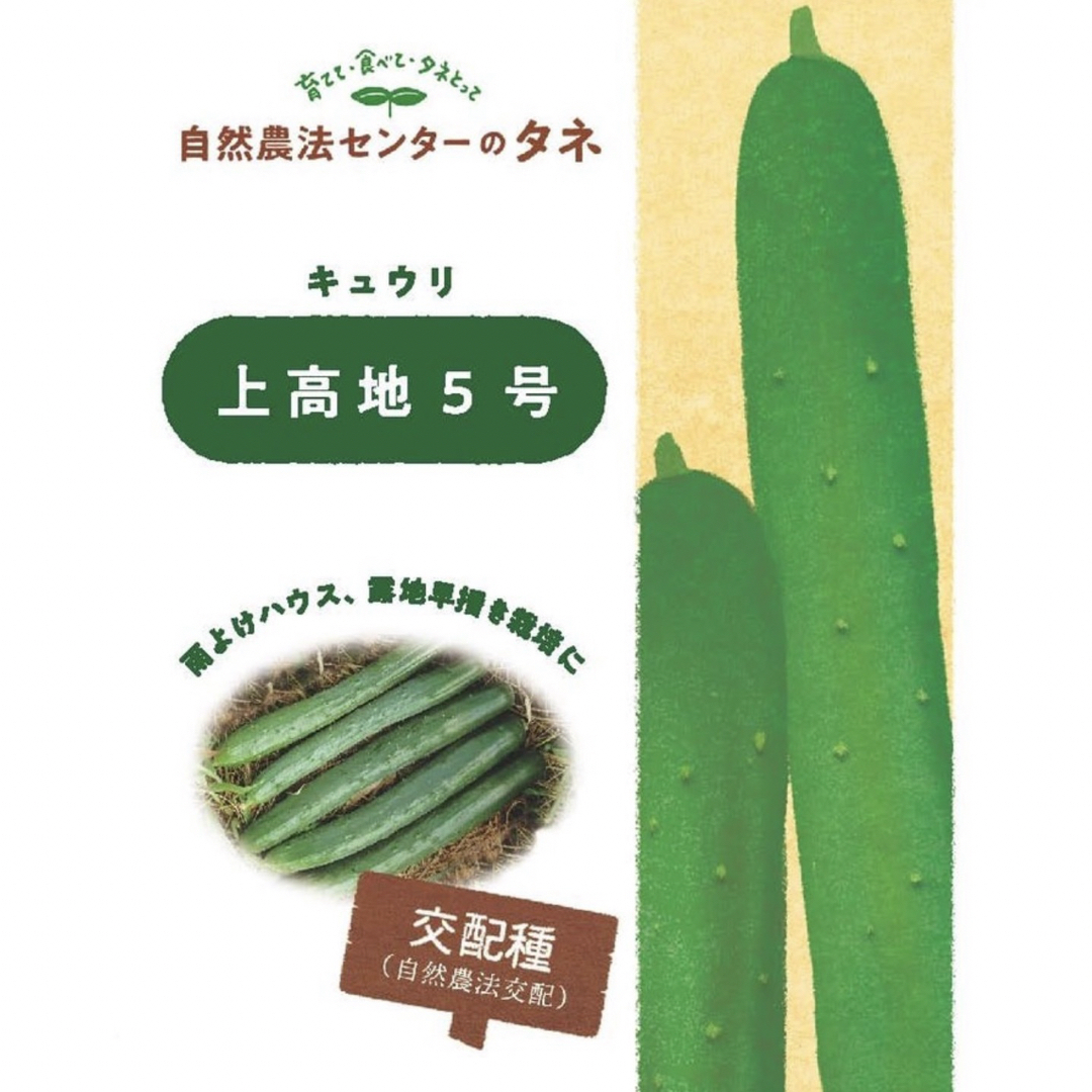 【上高地5号】  国内育成・採取 家庭菜園 種 タネ きゅうり 野菜 胡瓜 食品/飲料/酒の食品(野菜)の商品写真