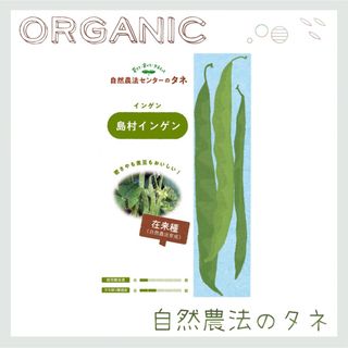 【 島村インゲン 】 国内育成・採取 家庭菜園 種 タネ インゲン 野菜(野菜)