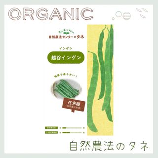 【越谷インゲン】  国内育成・採取 家庭菜園 種 タネ インゲン 野菜(野菜)