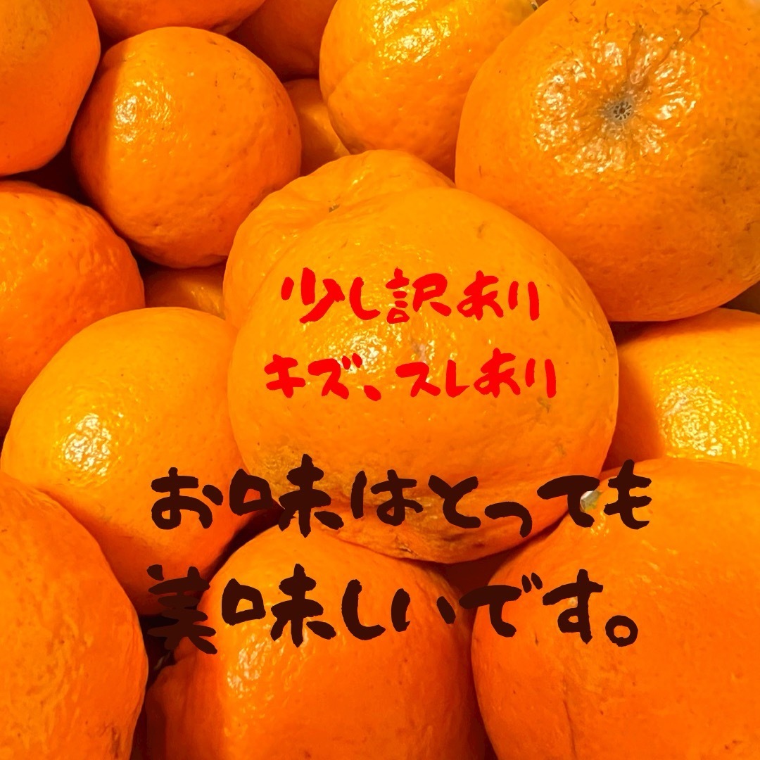 ‼️お味見価格今だけ‼️やみつきポンカン　土佐文旦　49 食品/飲料/酒の食品(フルーツ)の商品写真