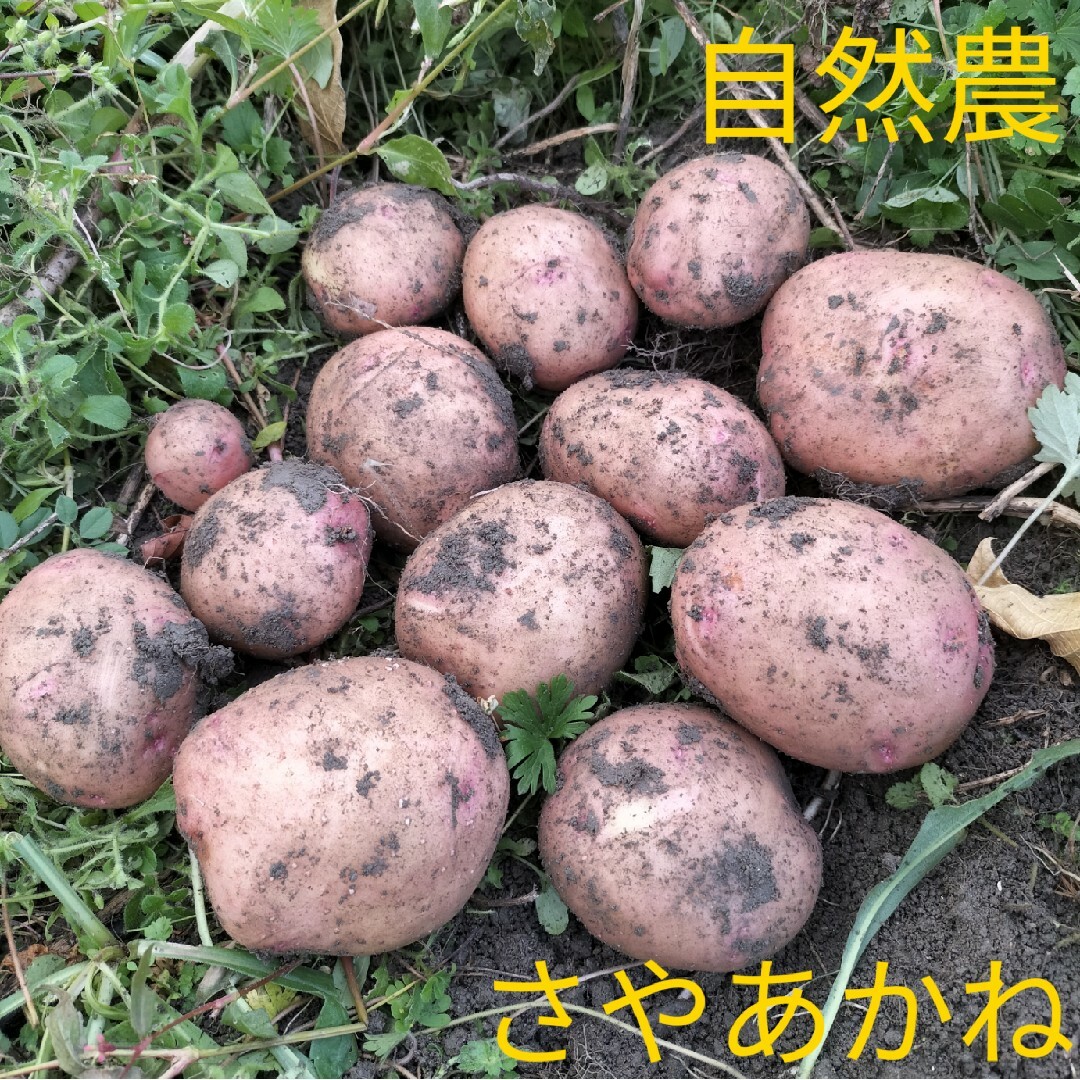 自然農　じゃがいも　種芋　さやあかね 食品/飲料/酒の食品(野菜)の商品写真