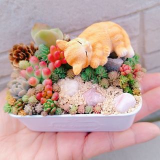 多肉植物　寄せ植え　即購入OK！(その他)