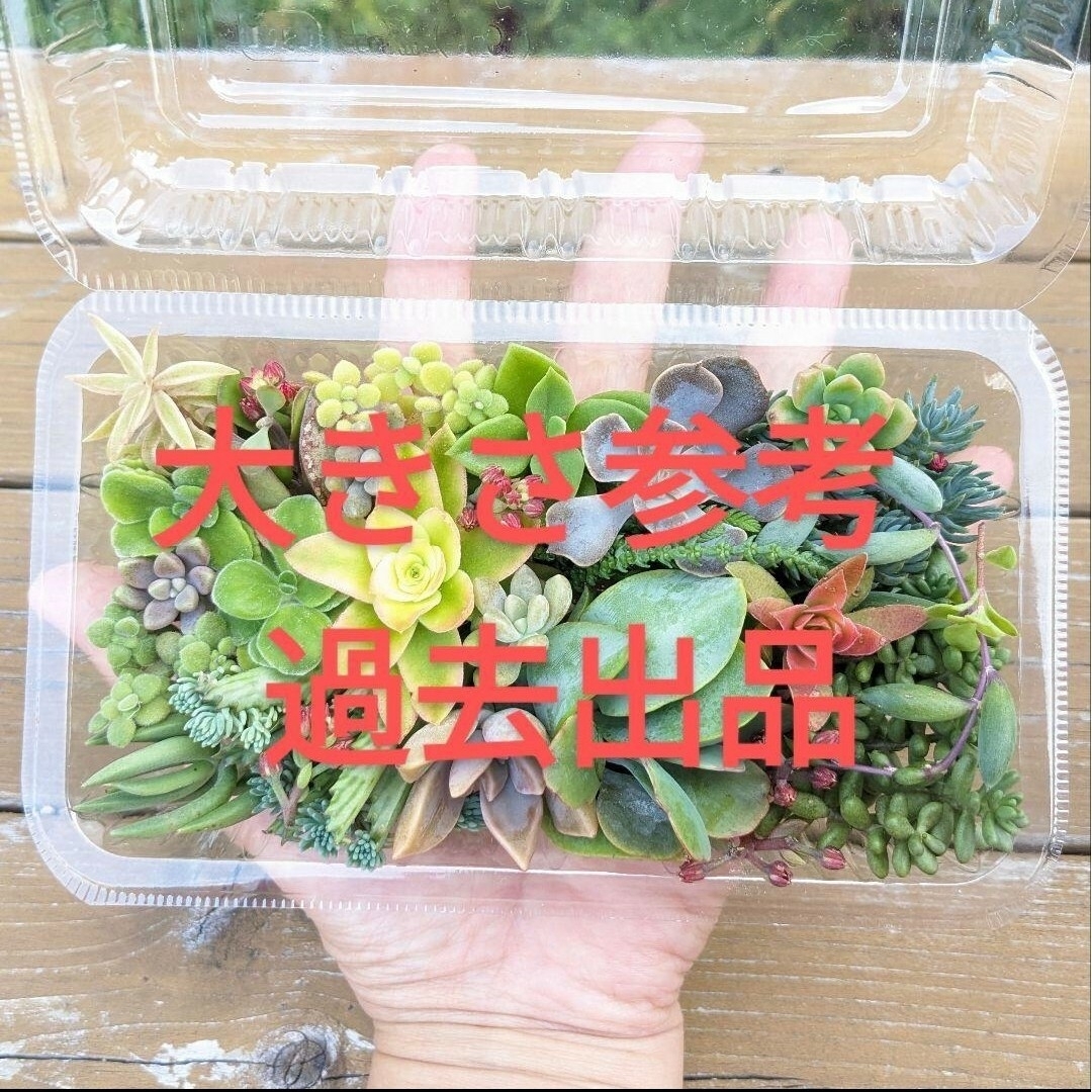 う　セダム・カット苗　詰め合わせ　中１パック　多肉植物 ハンドメイドのフラワー/ガーデン(その他)の商品写真