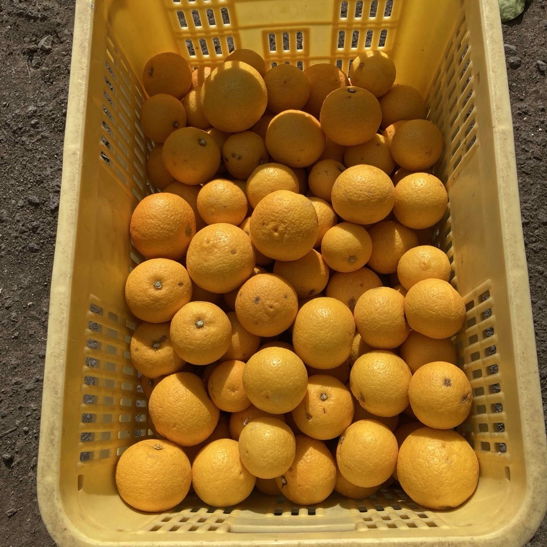 大分県名産 フレッシュかぼす カボスのみで１キロ以上 食品/飲料/酒の食品(フルーツ)の商品写真