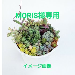 MORIS様専用(その他)