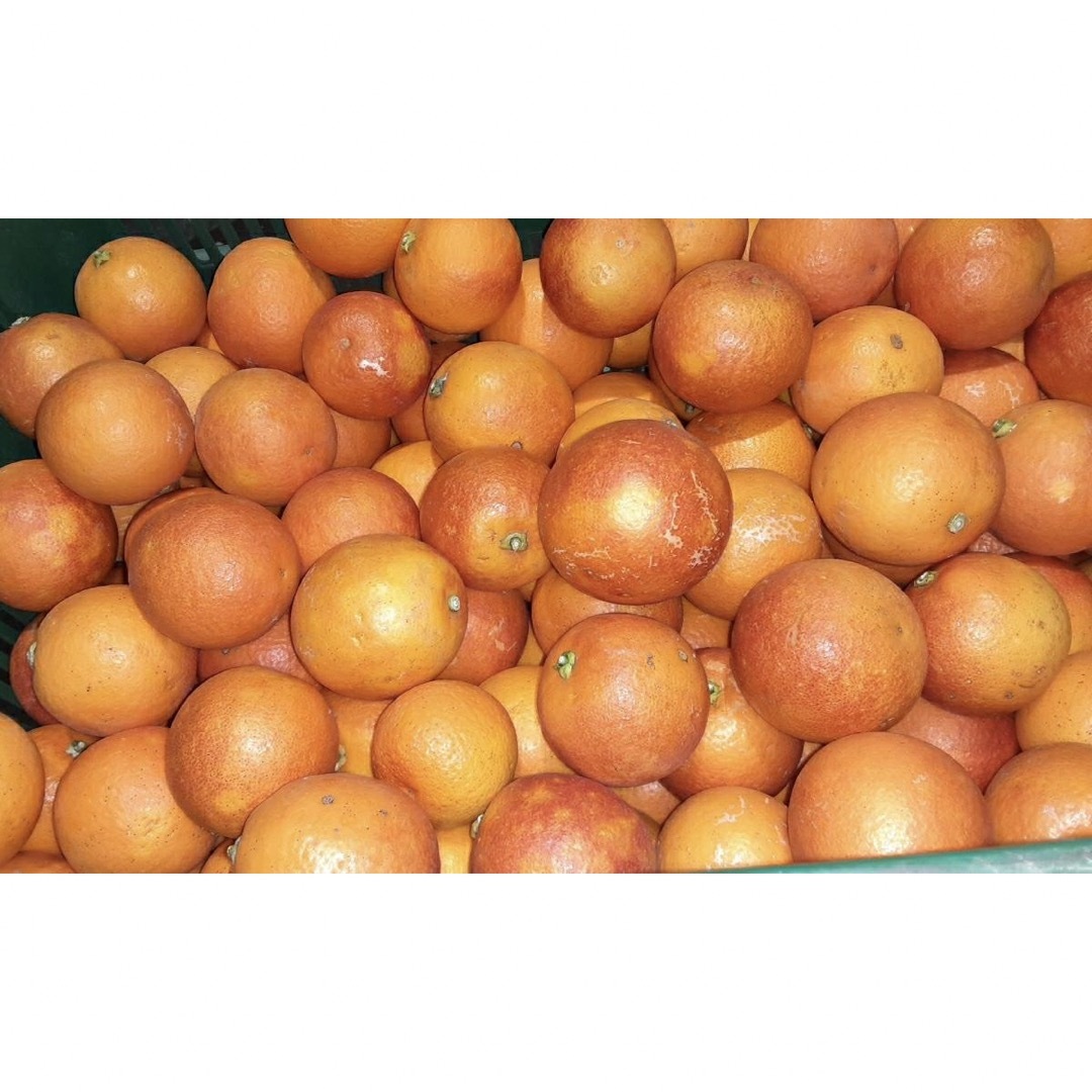 愛媛県産　ブラッドオレンジ　タロッコ　柑橘　10kg 食品/飲料/酒の食品(フルーツ)の商品写真