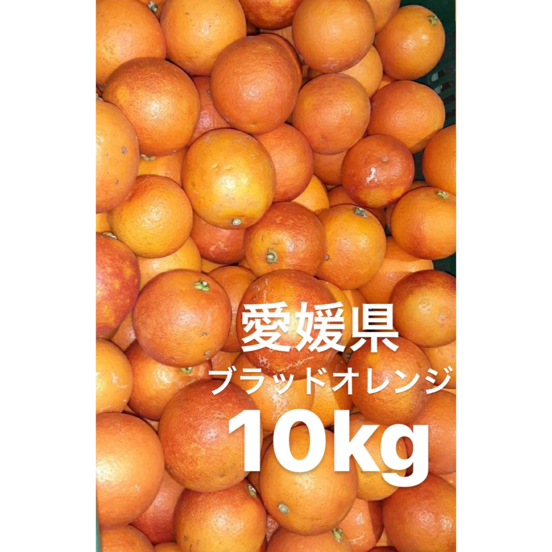 愛媛県産　ブラッドオレンジ　タロッコ　柑橘　10kg 食品/飲料/酒の食品(フルーツ)の商品写真