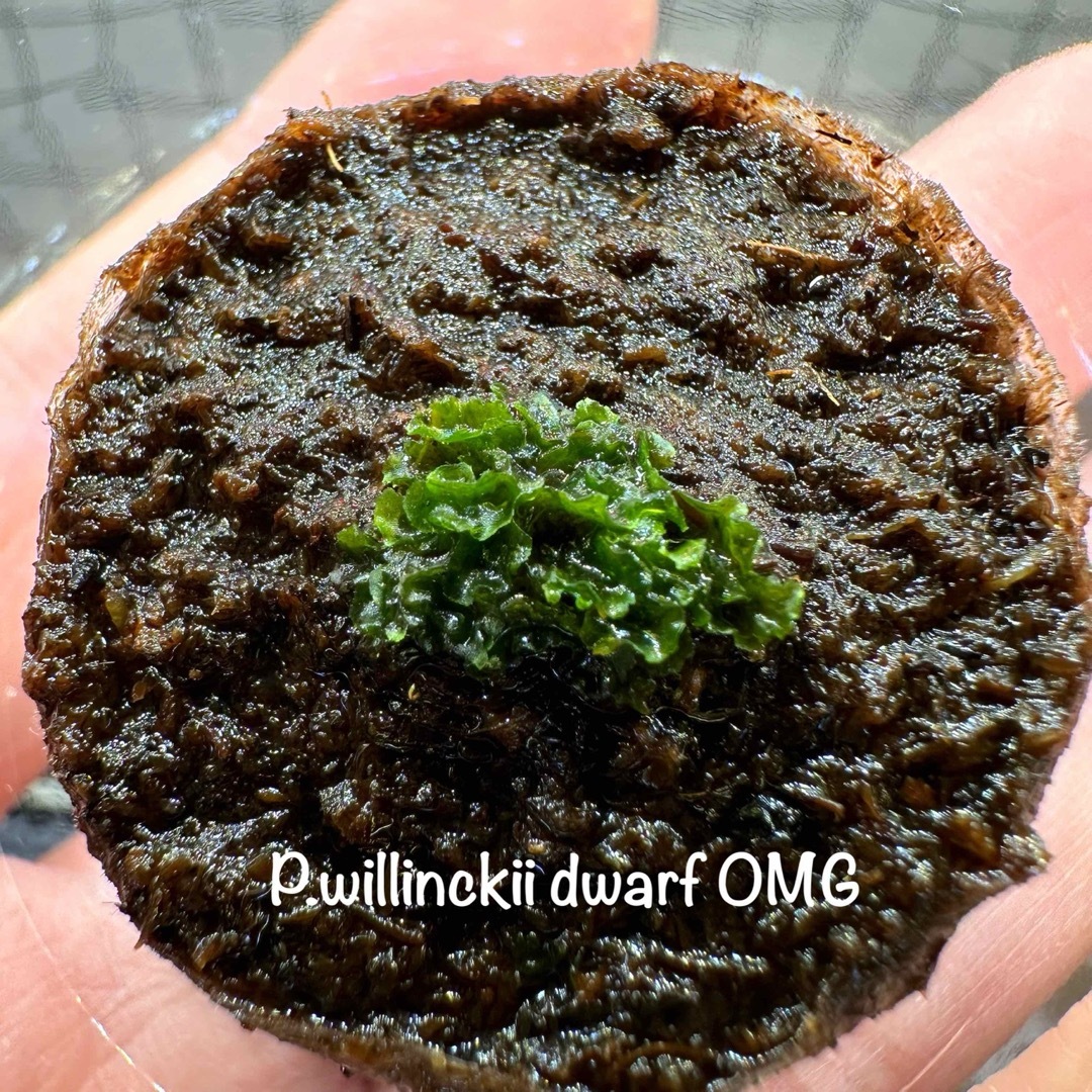 ビカクシダ P.willinckii dwarf 'OMG' 前葉体胞子体ビカクシダ - www